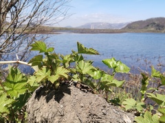 Filipendula camtschatica