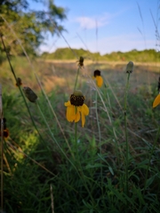 Rudbeckia amplexicaulis