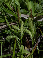 Carex schweinitzii