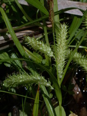 Carex schweinitzii