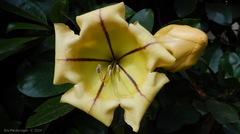 Solandra maxima