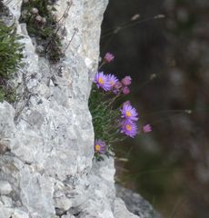 Aster alpinus