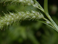 Carex schweinitzii