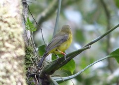 Pachycephala hypoxantha