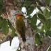 Yellow-throated Woodpecker - Photo (c) Marcel Holyoak, some rights reserved (CC BY-NC-ND)