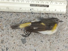 Setophaga ruticilla