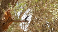 Lamprotornis chalybaeus