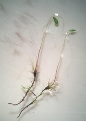 Leptobryum pyriforme