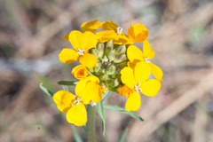 Erysimum capitatum capitatum
