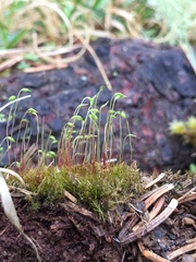 Leptobryum pyriforme