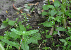 Veronica beccabunga