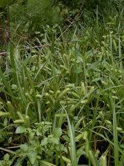 Carex schweinitzii