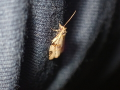 Clepsis spectrana
