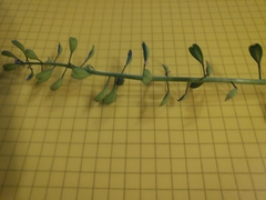 Noccaea caerulescens