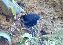 Myophonus borneensis