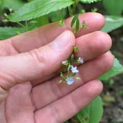 Veronica beccabunga