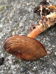 Basidiomycota