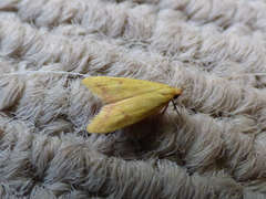 Aeolothapsa malacella