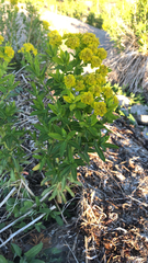 Helioscopia