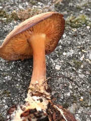 Basidiomycota
