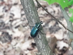 Platycerus