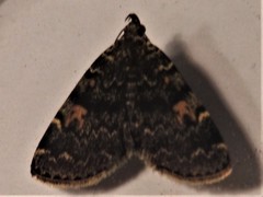 Idia calvaria