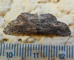 Aethaloida packardaria