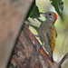 Little Woodpecker - Photo (c) Cláudio Dias Timm, some rights reserved (CC BY-NC-SA)