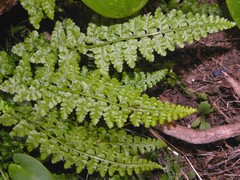 Asplenium foreziense