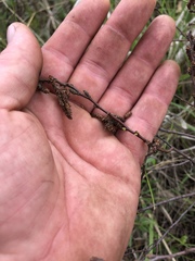 Comptonia peregrina