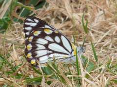 Belenois java teutonia