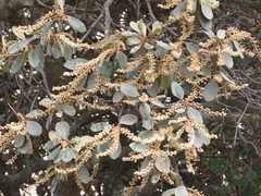 Clethra rosei