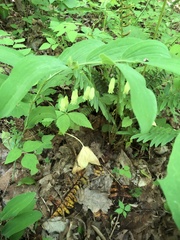 Polygonatum biflorum biflorum