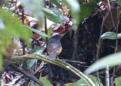 Copsychus stricklandii stricklandii