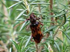 Phoracantha synonyma