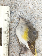 Setophaga ruticilla