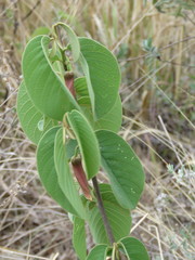 Annona longiflora