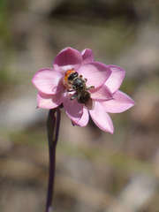Thelymitra carnea