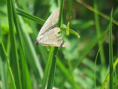 Scotopteryx