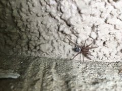 Herpyllus propinquus