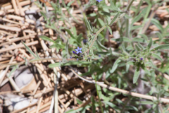 Allophyllum gilioides