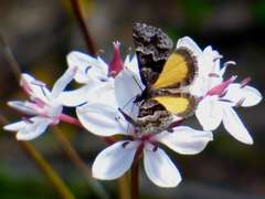 Dichromodes ainaria