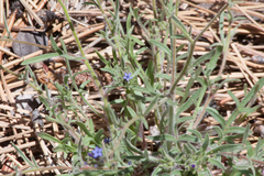 Allophyllum gilioides