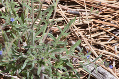 Allophyllum gilioides