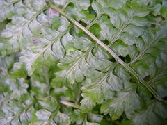 Asplenium foreziense