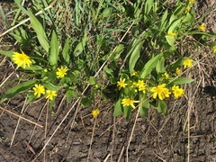 Ranunculus alismifolius