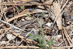 Allophyllum gilioides