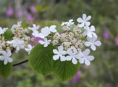 Viburnum furcatum