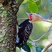 Blond-crested Woodpecker - Photo (c) Dario Sanches, some rights reserved (CC BY-SA)