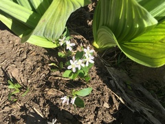 Claytonia lanceolata
